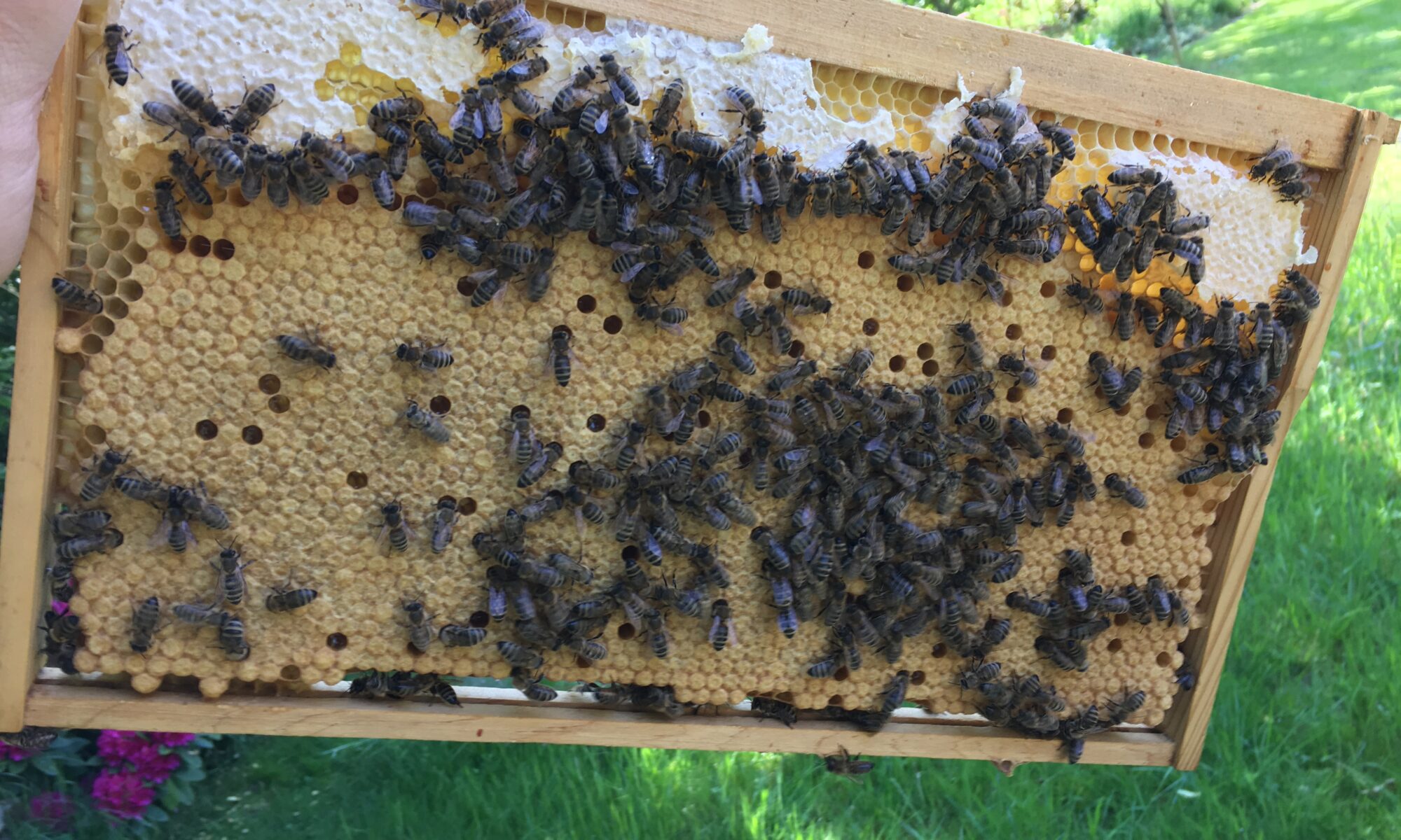 Ein Rähmchen mit Bienen, verdeckelter Brut und Futterkranz